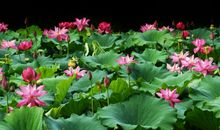 关于荷花的作文：夏天荷花_350字