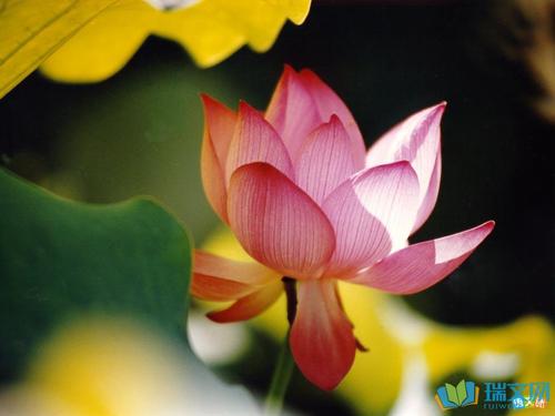 莲花的组成：观看莲花_550字