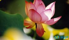 关于荷花的作文：观赏荷花_550字