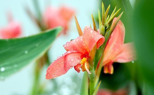 莲花的构图：莲花象限_600字