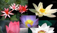 关于荷花的作文：赏荷花_550字