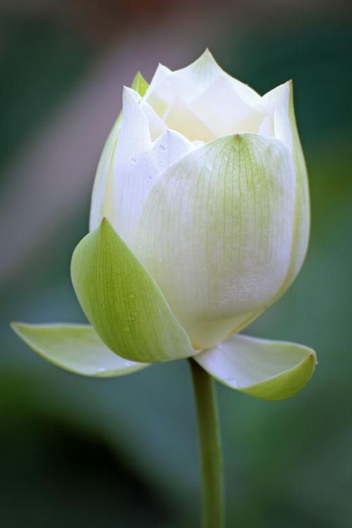 莲花上的组成：莲花（2）_600字