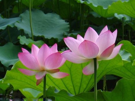 关于莲花组成：享受莲花（2）_600字