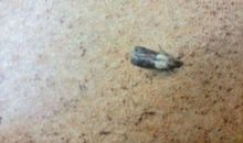 “这段木头里一定有虫”_500字