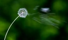 我是一粒种子_1000字