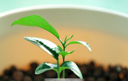 多雨发芽_1500字