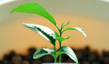 雨季的萌发_1500字