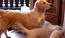 狗妈妈的五只小狗_1000字