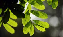 春天的脚步_700字