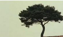 我是一棵小树_100字