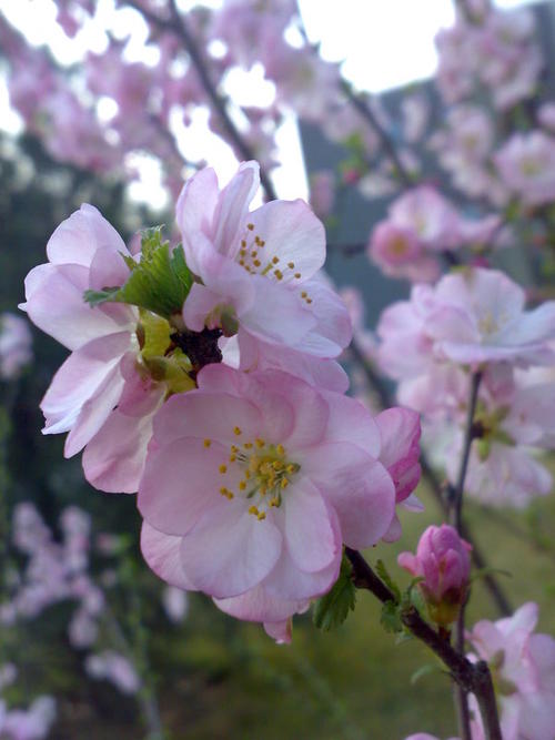 那些花_800字