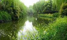 我爱春天的杨柳_300字