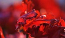 怒放的生命_1500字