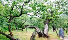 喜迎十八大作文：科学发展 硕果飘香_1500字