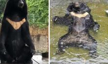 猩猩和狗熊的故事_250字