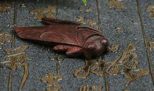 喜迎十八大征文：不鸣则已一鸣惊人_1200字