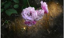 与野蔷薇为伴的日子_1500字