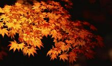 美丽的枫叶_400字