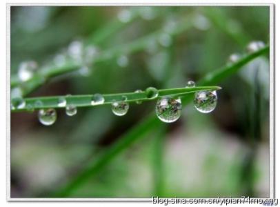 雨的想法_550字