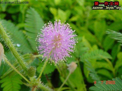 Mimosa _550字