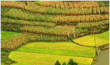 我爱秋天的田野_800字