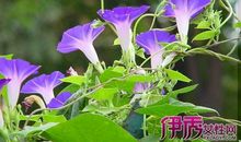 关于命运的作文：两朵牵牛花的命运_900字