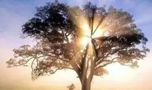 突然间有棵树_400字