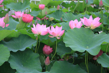 莲花的组成：美丽_550字