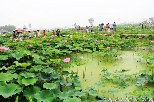 关于莲花组成：家乡的莲花池_500字