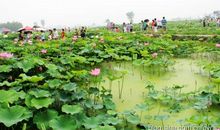 关于荷花的作文：家乡的荷花塘_500字