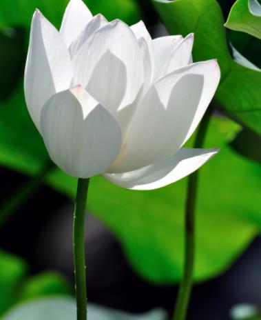 莲花上的组成：看莲花_550字