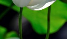 关于荷花的作文：看荷花_550字