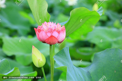 用莲花的构成：骄傲的泥_800字