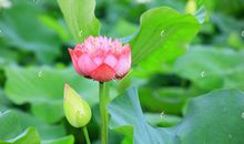 关于荷花的作文：傲视淤泥的荷花_800字