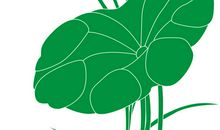 关于荷花的作文：老家有一个池塘_350字