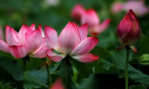 莲花的构图：莲花的公园_500字