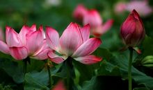 关于荷花的作文：公园的荷花_500字