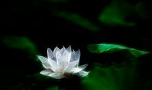 关于荷花的作文：夏日荷花_350字