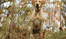 可爱的小狗_150字