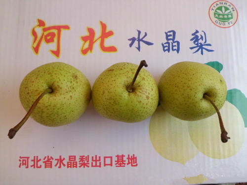 水晶梨_100字