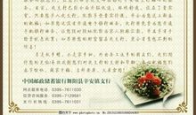 青松的秘密_800字