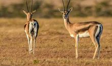 羚羊与狮子_700字