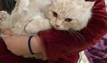 还动物们一个“家”_750字