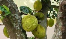 初一状物作文：菠萝_800字