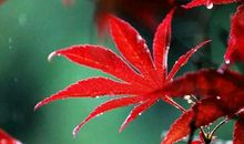 叶子的思绪_750字