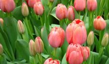 初一状物作文：我的郁金香_750字