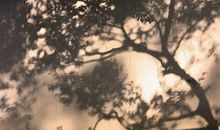 花开终有时，落地却无声_550字