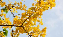 落叶是秋天的眼泪_800字