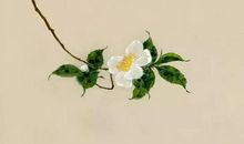 你说那花今年就会开_650字