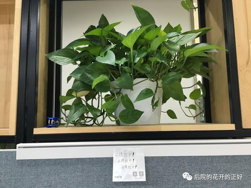 初级成分：生命鲜花 - 绿色光芒_800字